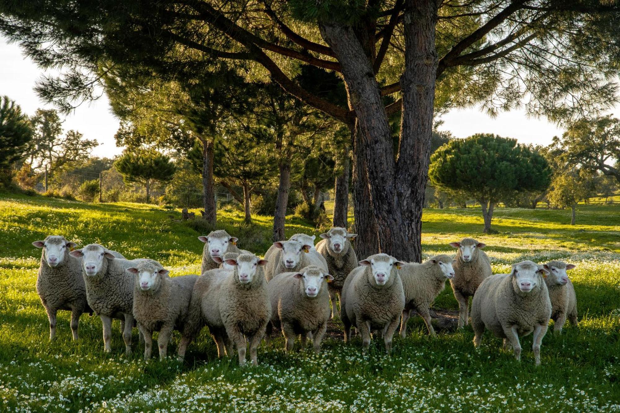 Herdade Das Barradas Da Serra 그란돌라 외부 사진