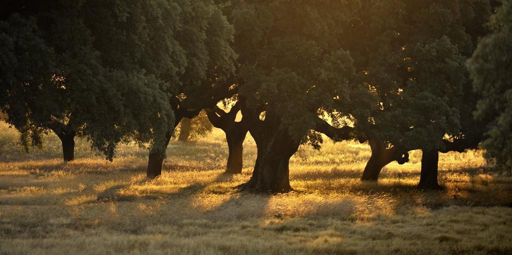Herdade Das Barradas Da Serra 그란돌라 외부 사진
